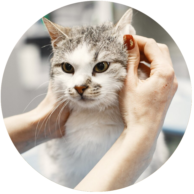 cat grooming
